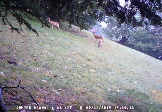 Deer